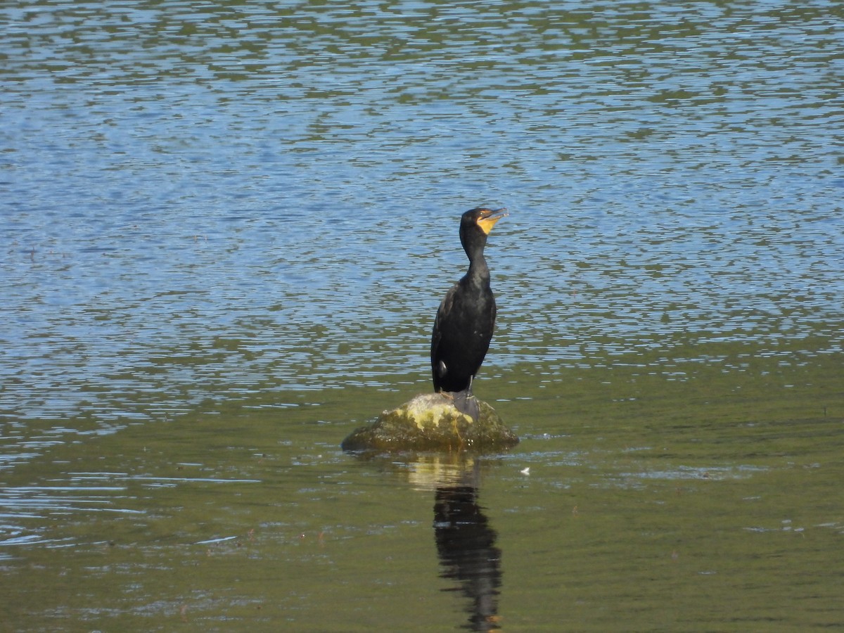 Double-crested Cormorant - ML638187332