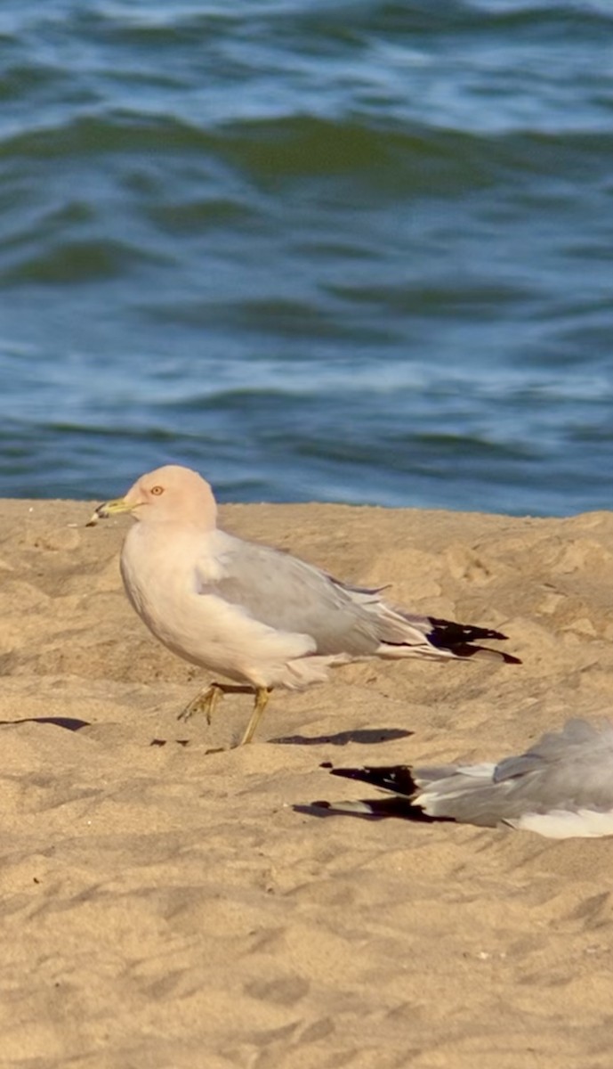 Ring-billed Gull - ML638187344