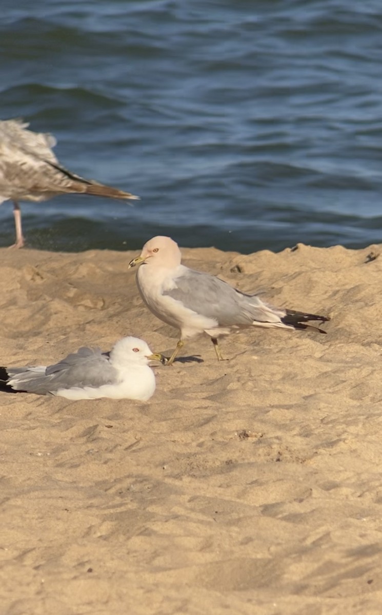 Ring-billed Gull - ML638187346