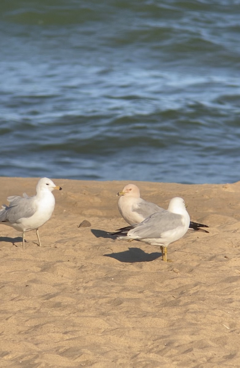 Ring-billed Gull - ML638187347