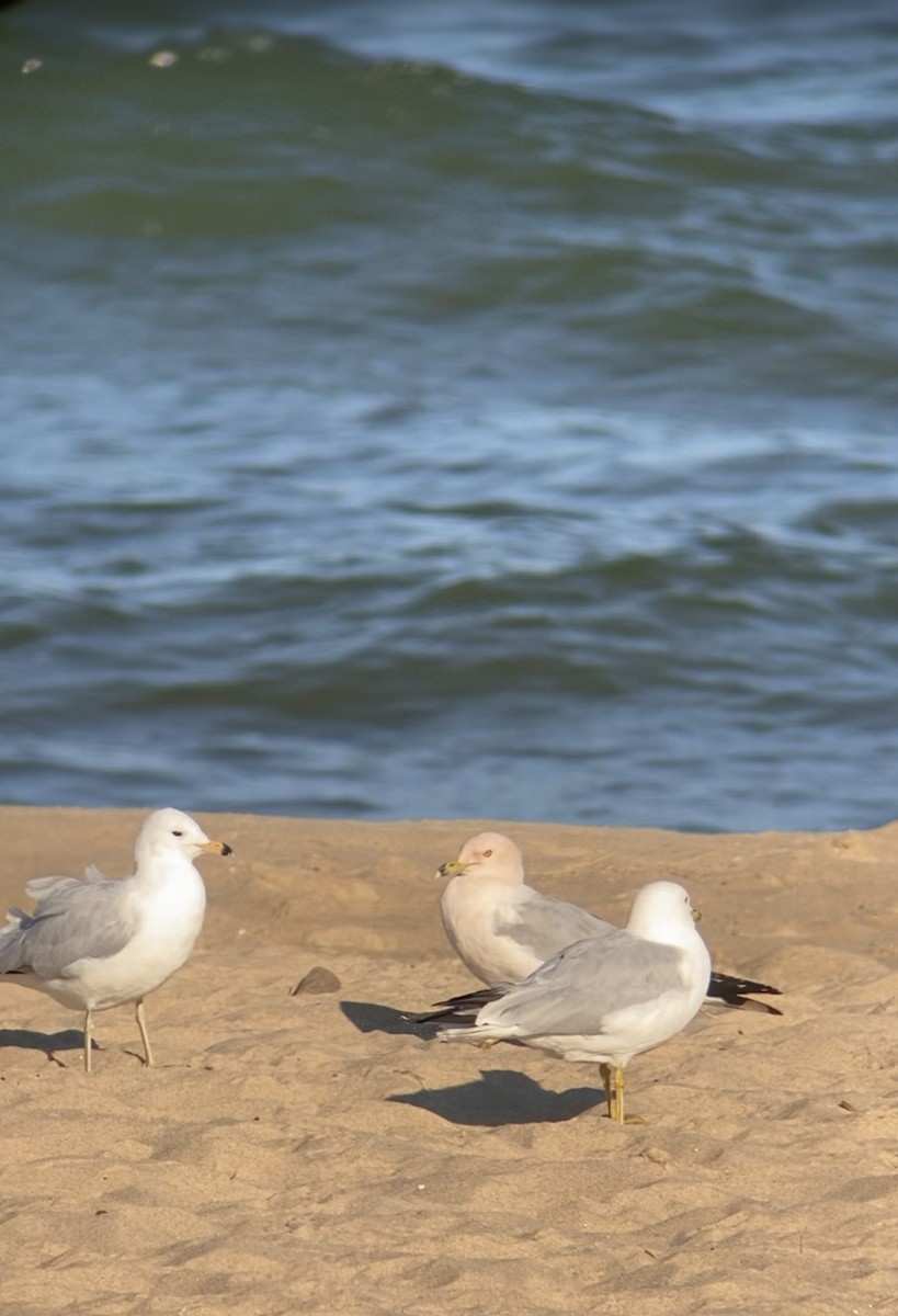 Ring-billed Gull - ML638187349