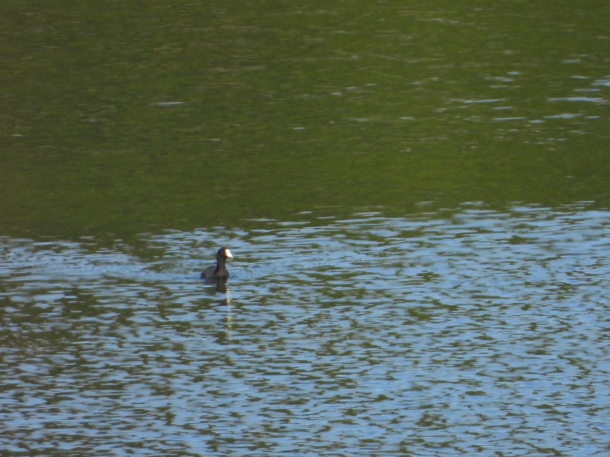 American Coot - ML638187351