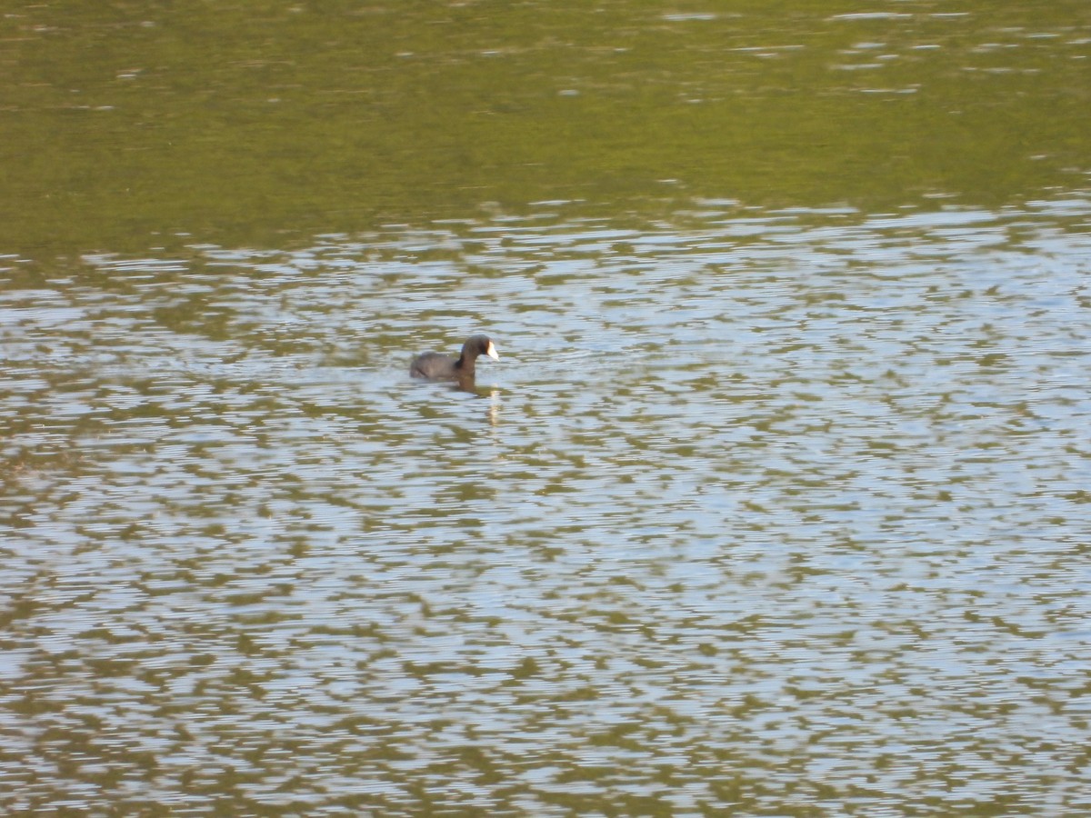 American Coot - ML638187352