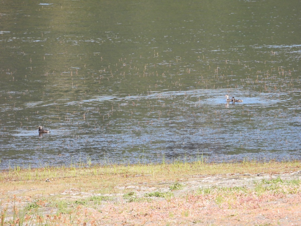 Pied-billed Grebe - ML638187366
