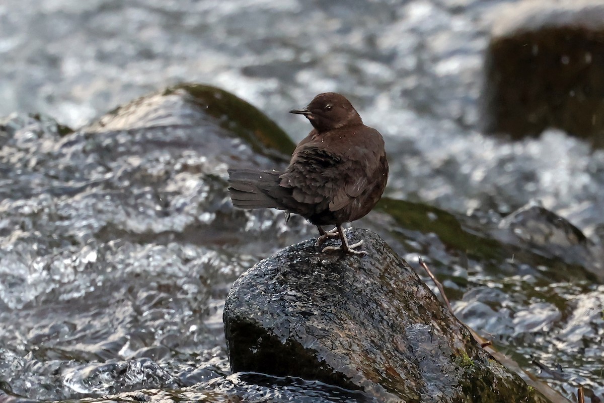 Brown Dipper - ML638187379