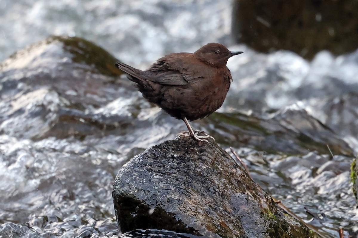 Brown Dipper - ML638187380