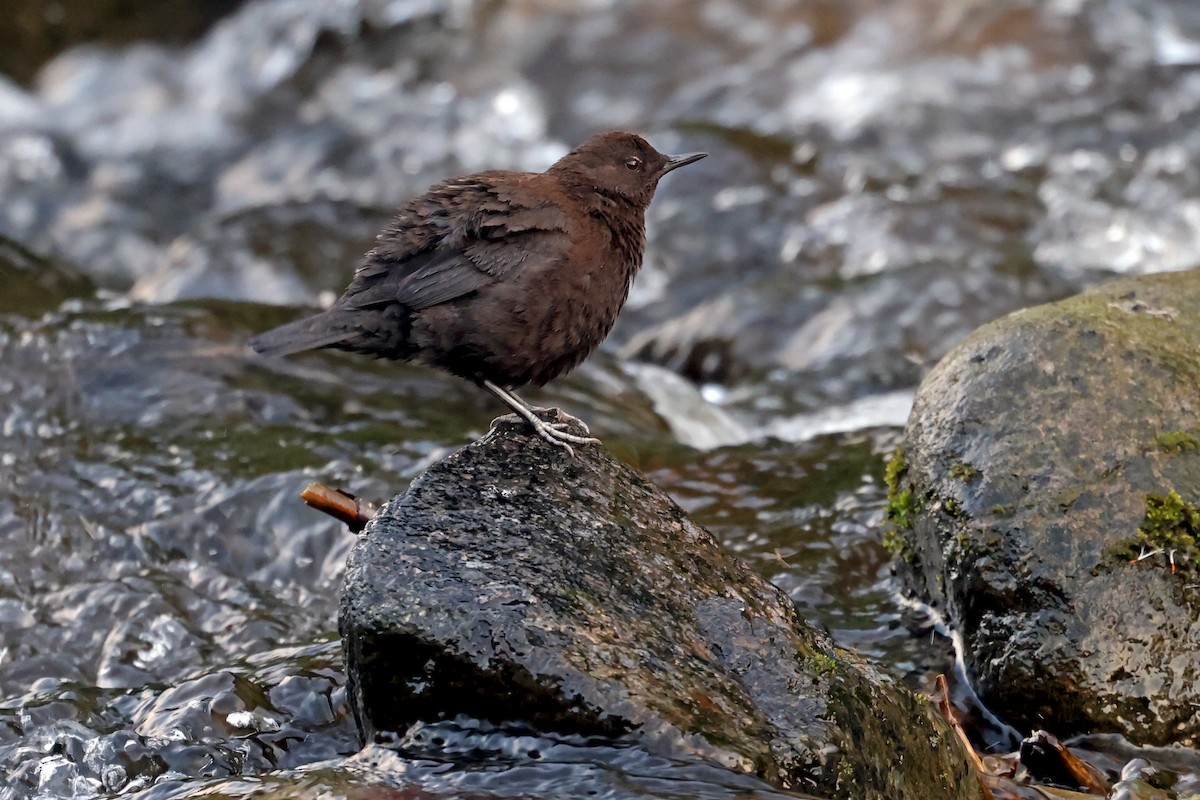Brown Dipper - ML638187384