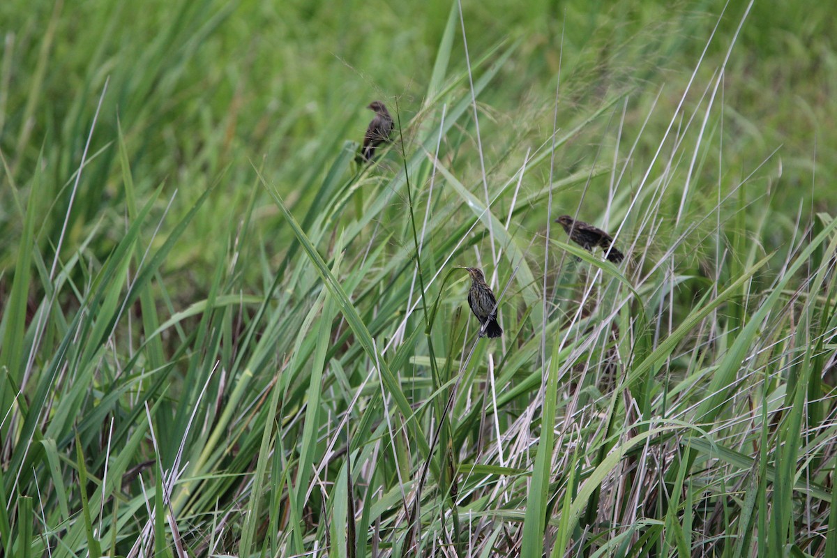 Red-winged Blackbird - ML638187391