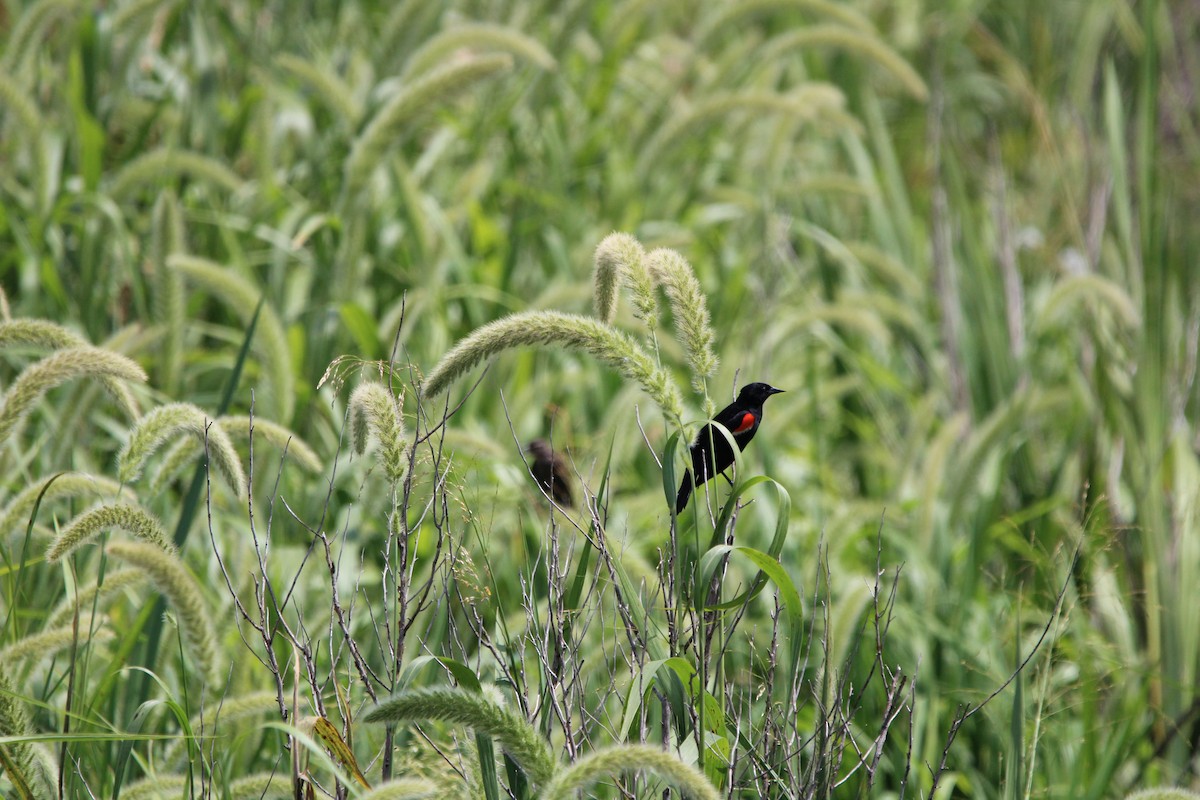 Red-winged Blackbird - ML638187396