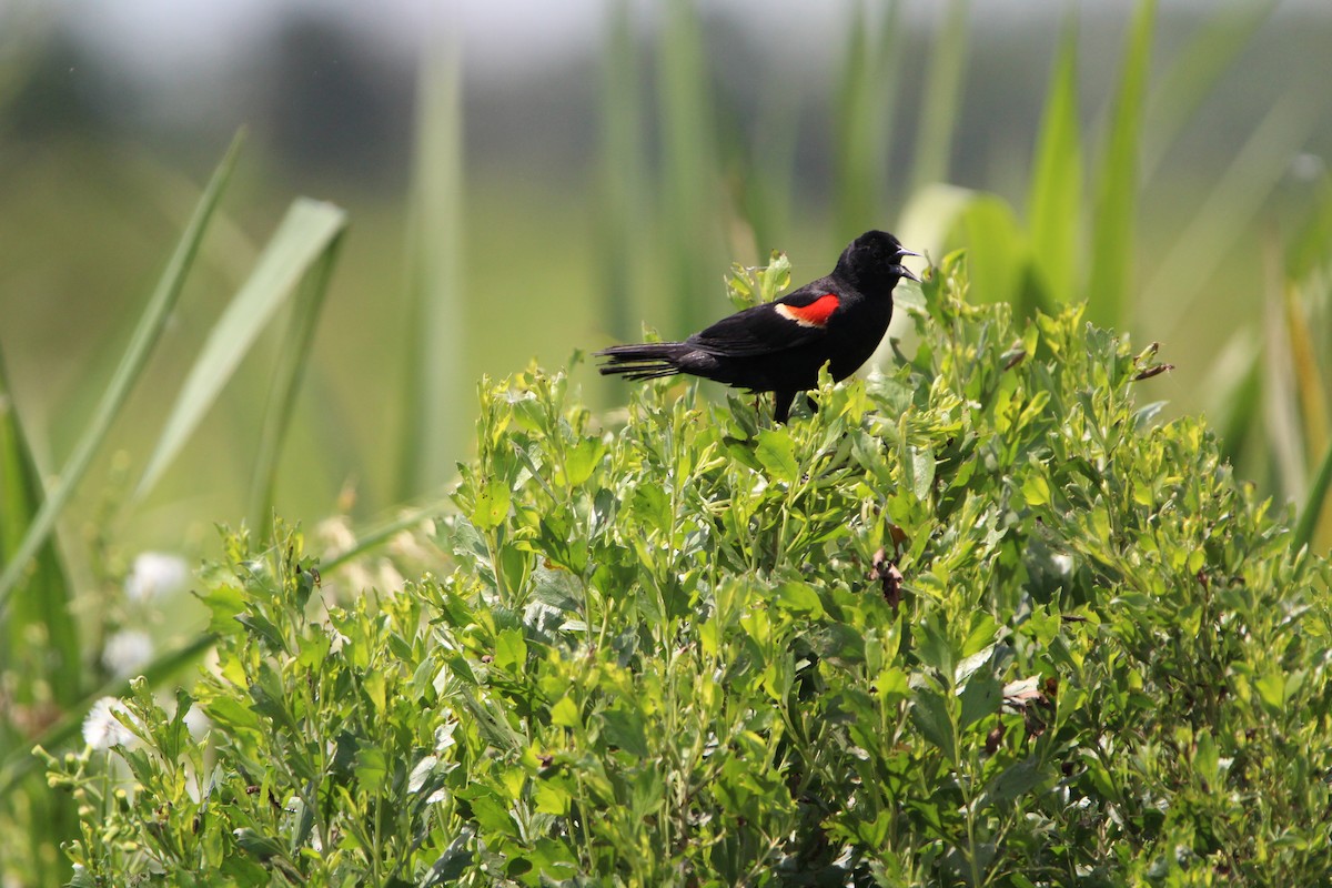 Red-winged Blackbird - ML638187399