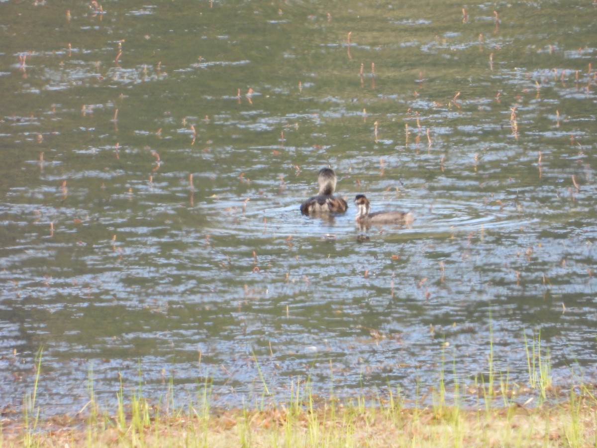 Pied-billed Grebe - ML638187400