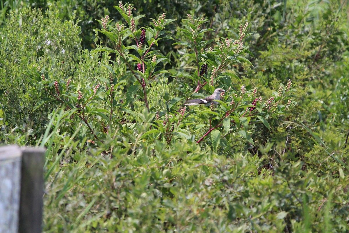 Northern Mockingbird - ML638187412