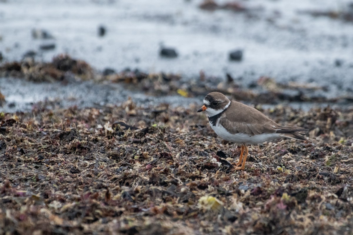 Semipalmated Plover - ML638187416
