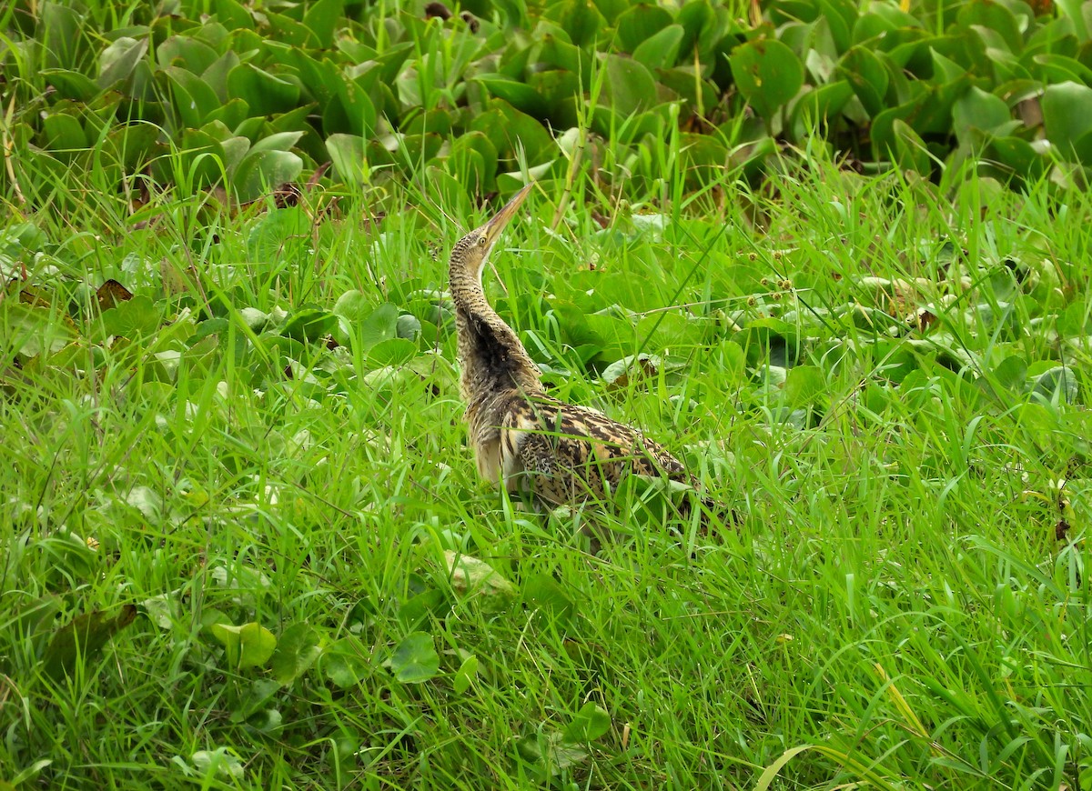 Pinnated Bittern - ML638187422