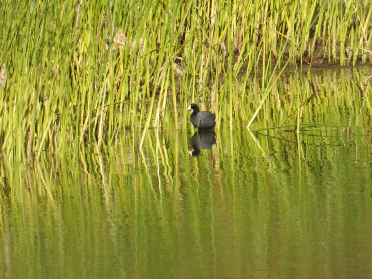 American Coot - ML638187425