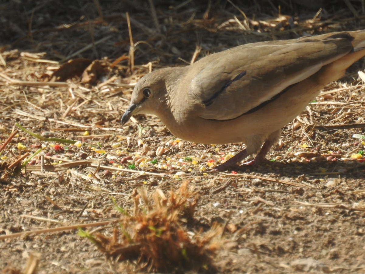 Colombe picui - ML638187426