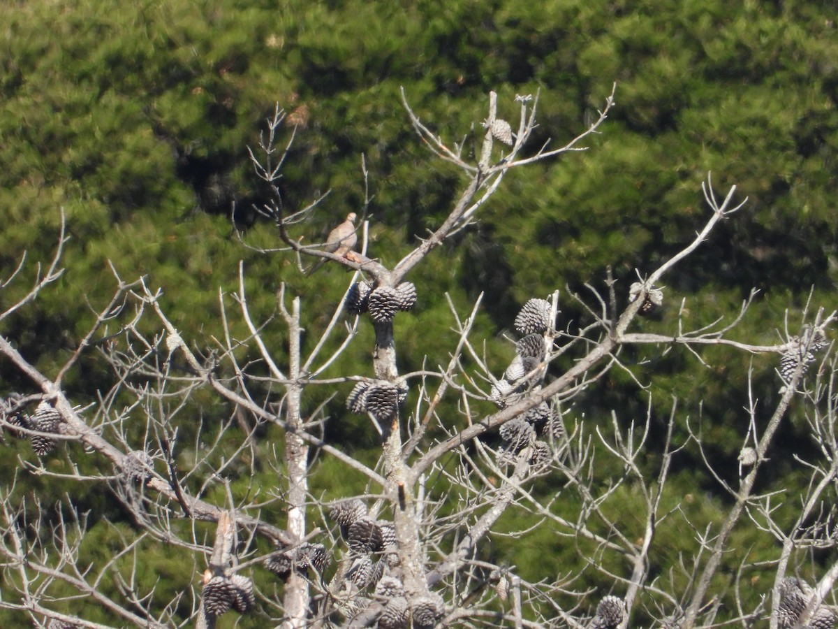 Mourning Dove - ML638187479