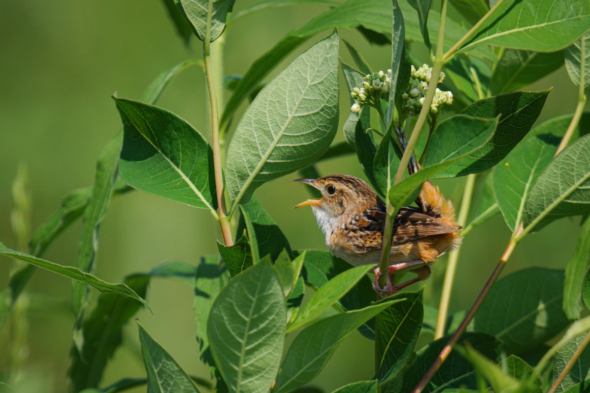 Sedge Wren - ML638187499