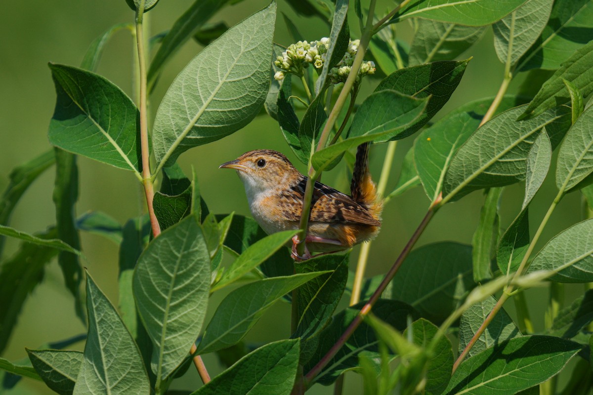 Sedge Wren - ML638187500