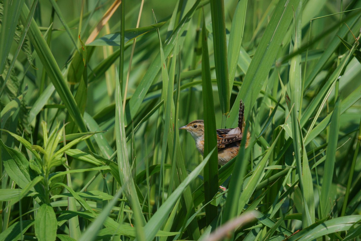 Sedge Wren - ML638187501