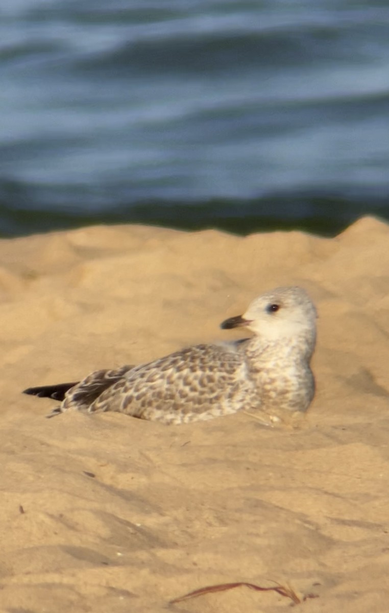 Ring-billed Gull - ML638187506