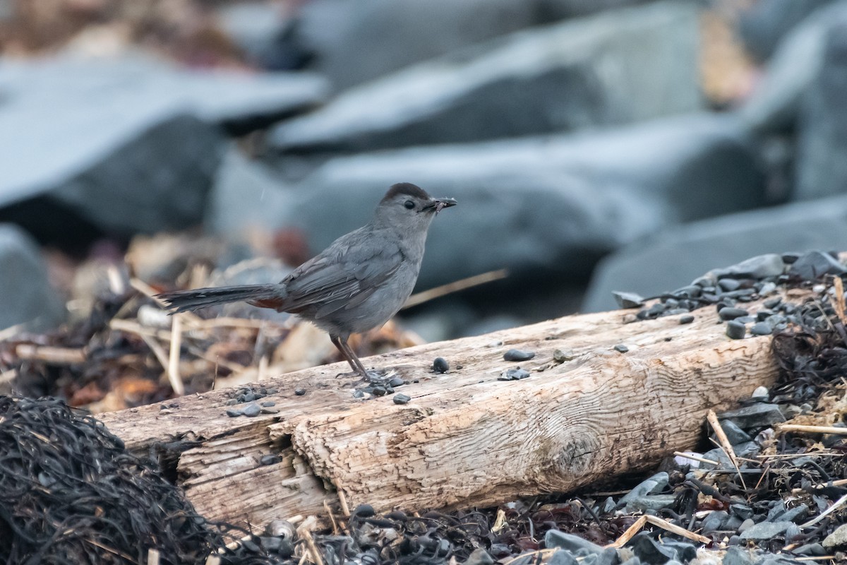 Gray Catbird - ML638187508