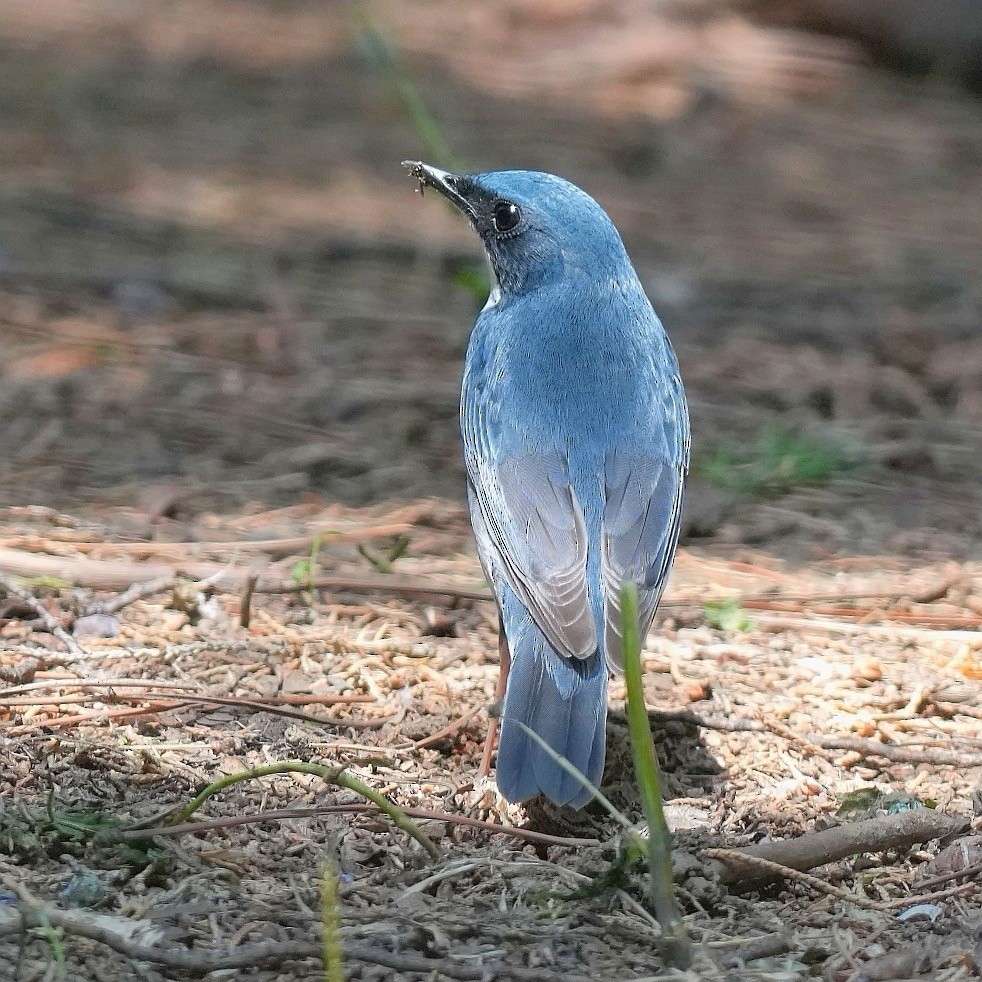 Siberian Blue Robin - ML638187511