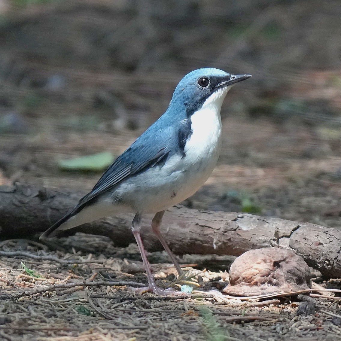 Siberian Blue Robin - ML638187512