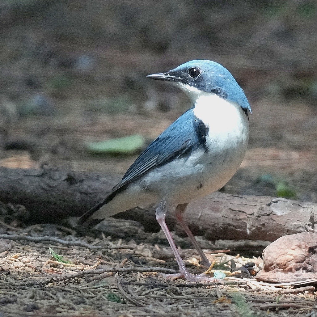 Siberian Blue Robin - ML638187513