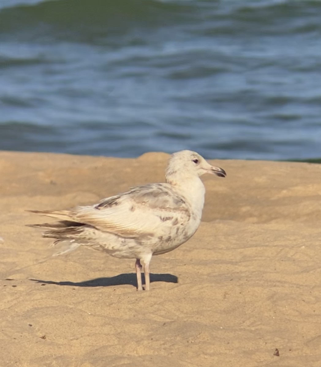 American Herring Gull - ML638187522