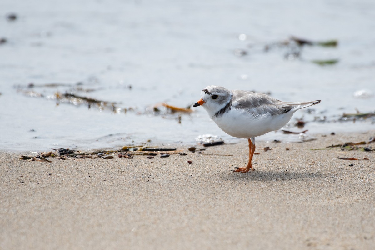 Piping Plover - ML638187524