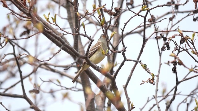 Малый мухолов - ML638187527