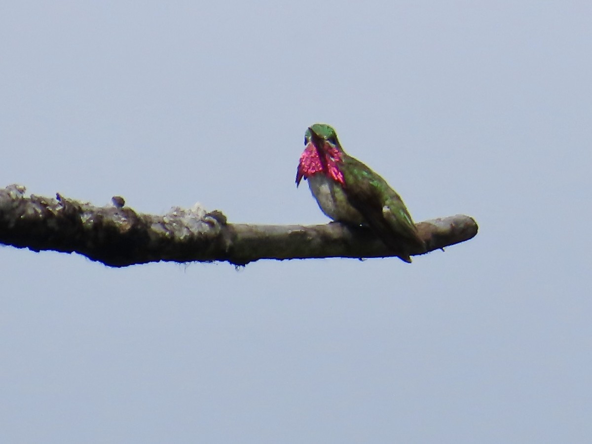 Calliope Hummingbird - ML638187540