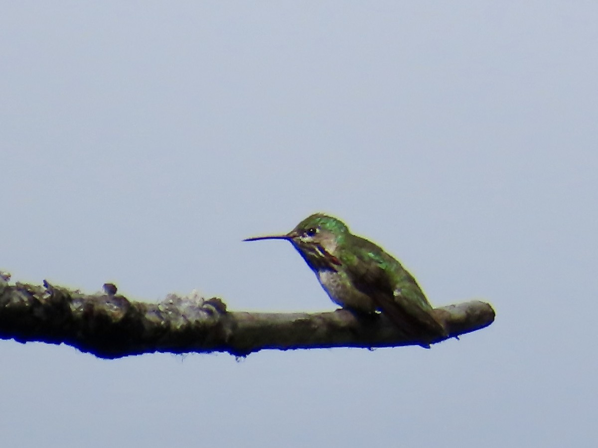 Calliope Hummingbird - ML638187541