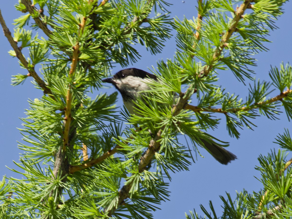 Willow Tit - ML638187548