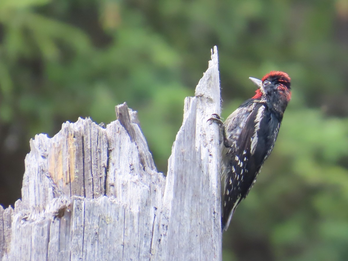 Red-naped Sapsucker - ML638187576