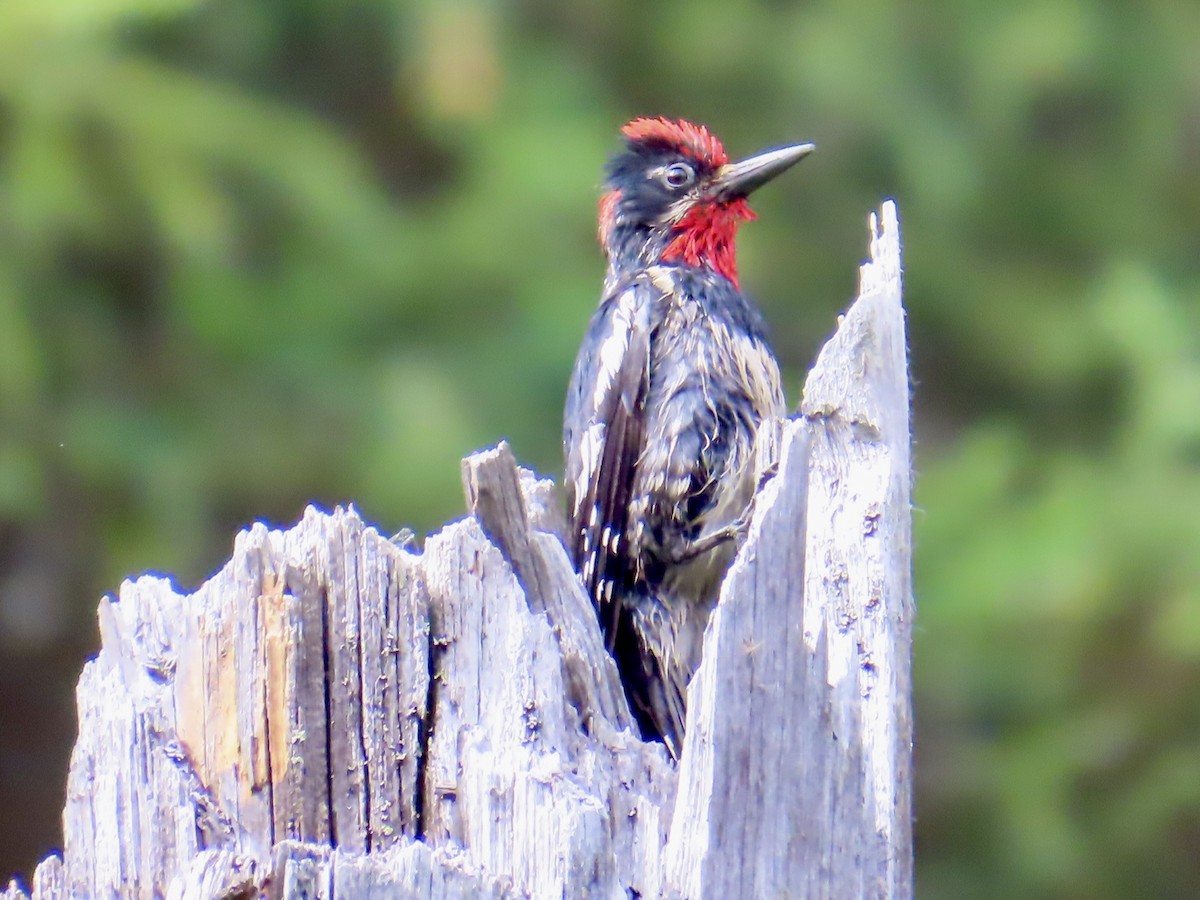 Red-naped Sapsucker - ML638187577