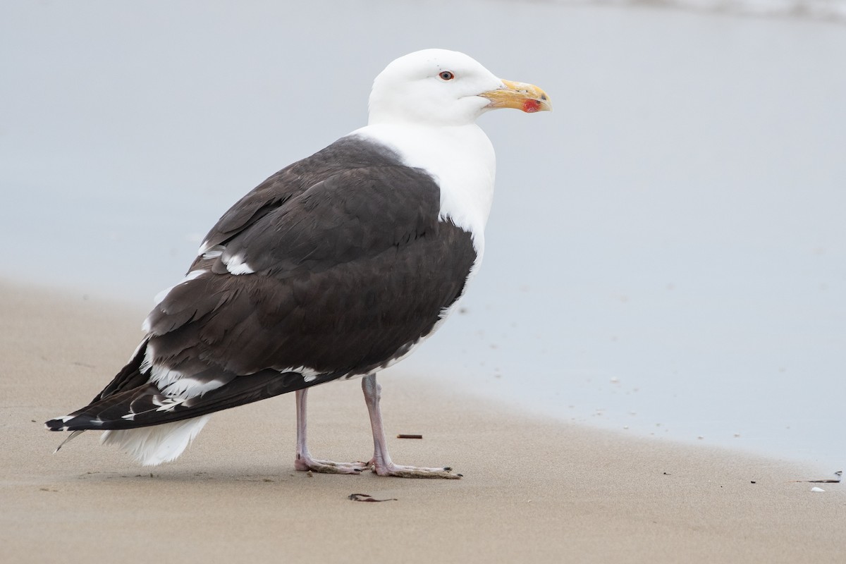 Great Black-backed Gull - ML638187584