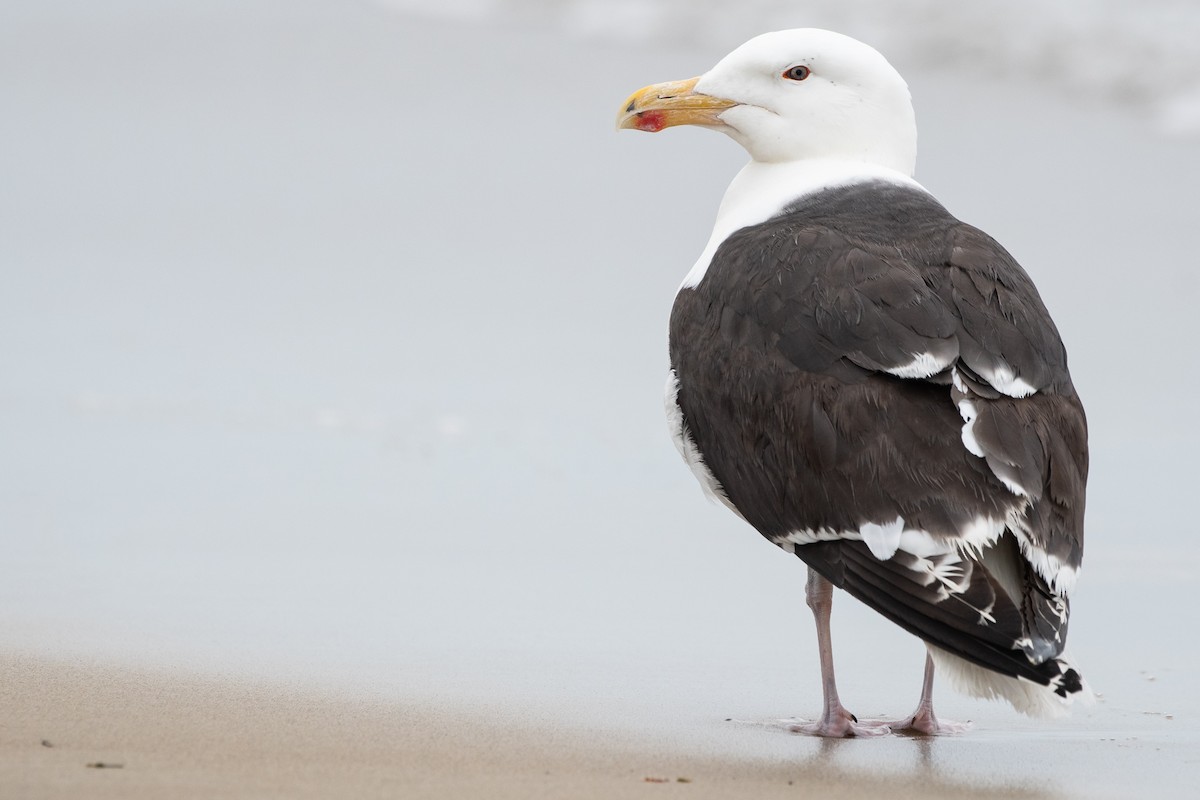 Great Black-backed Gull - ML638187589