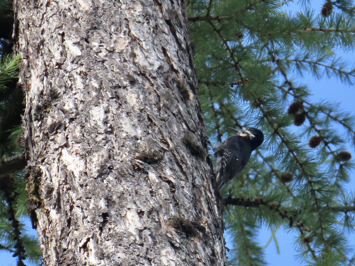 Black-backed Woodpecker - ML638187599