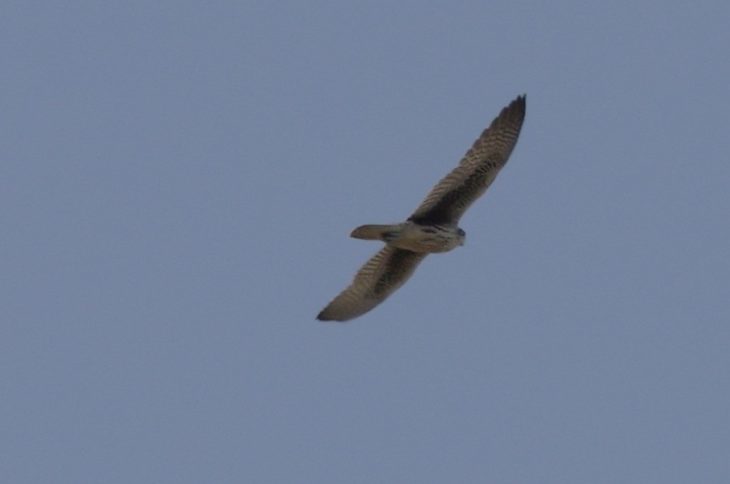 Prairie Falcon - ML638187610