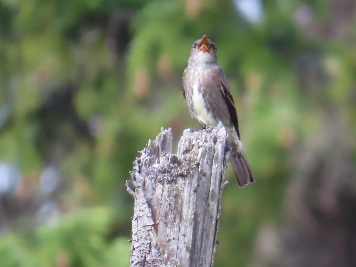 Olive-sided Flycatcher - ML638187631