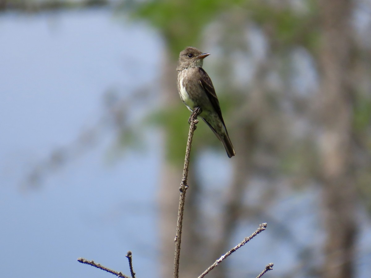 Olive-sided Flycatcher - ML638187632
