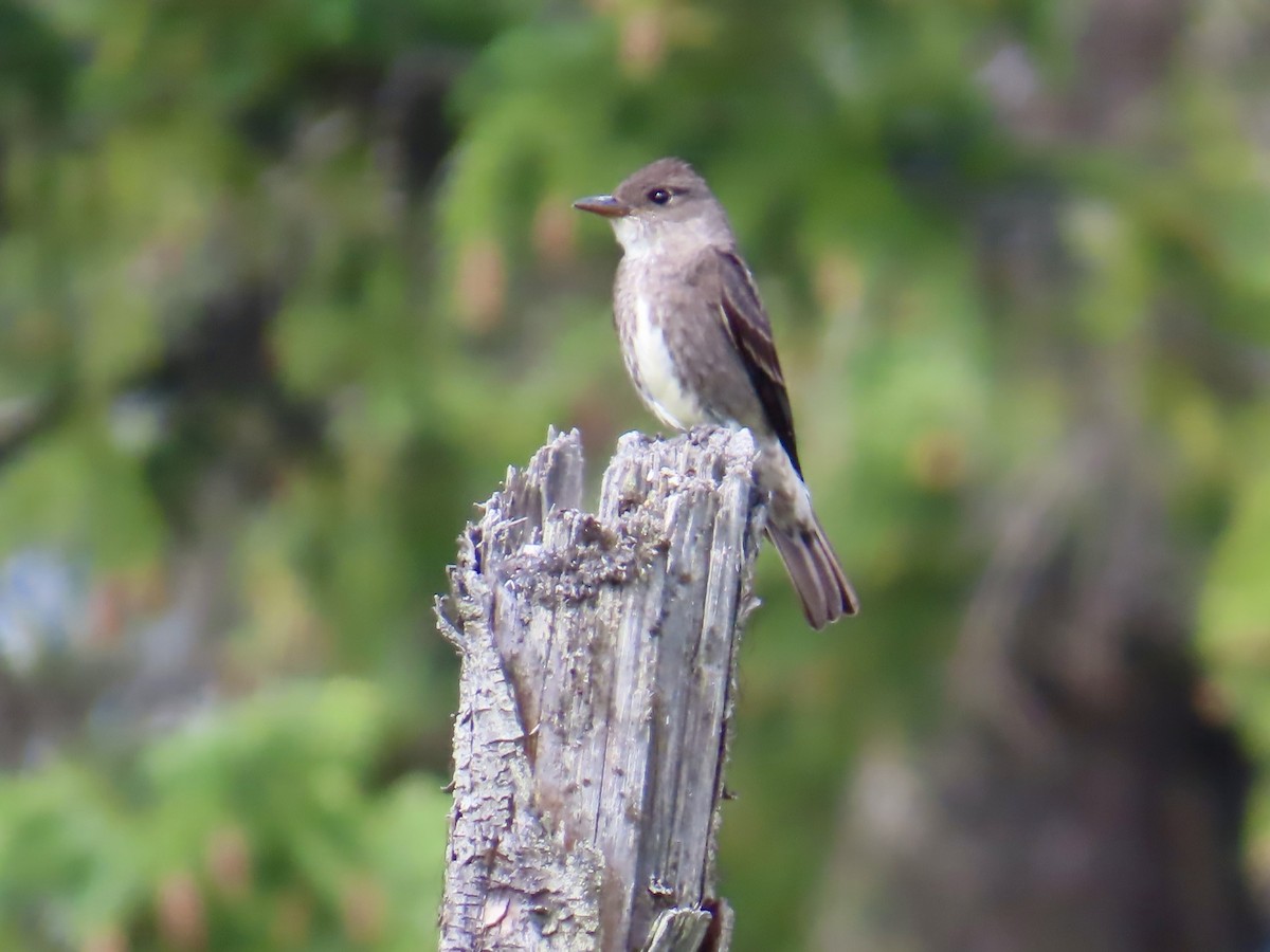 Olive-sided Flycatcher - ML638187633