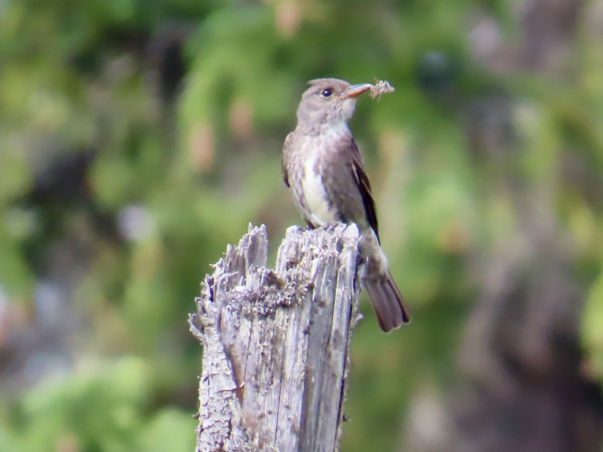 Olive-sided Flycatcher - ML638187634