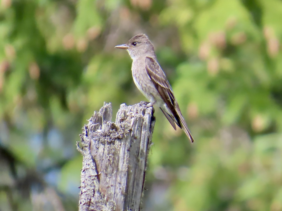 Olive-sided Flycatcher - ML638187635