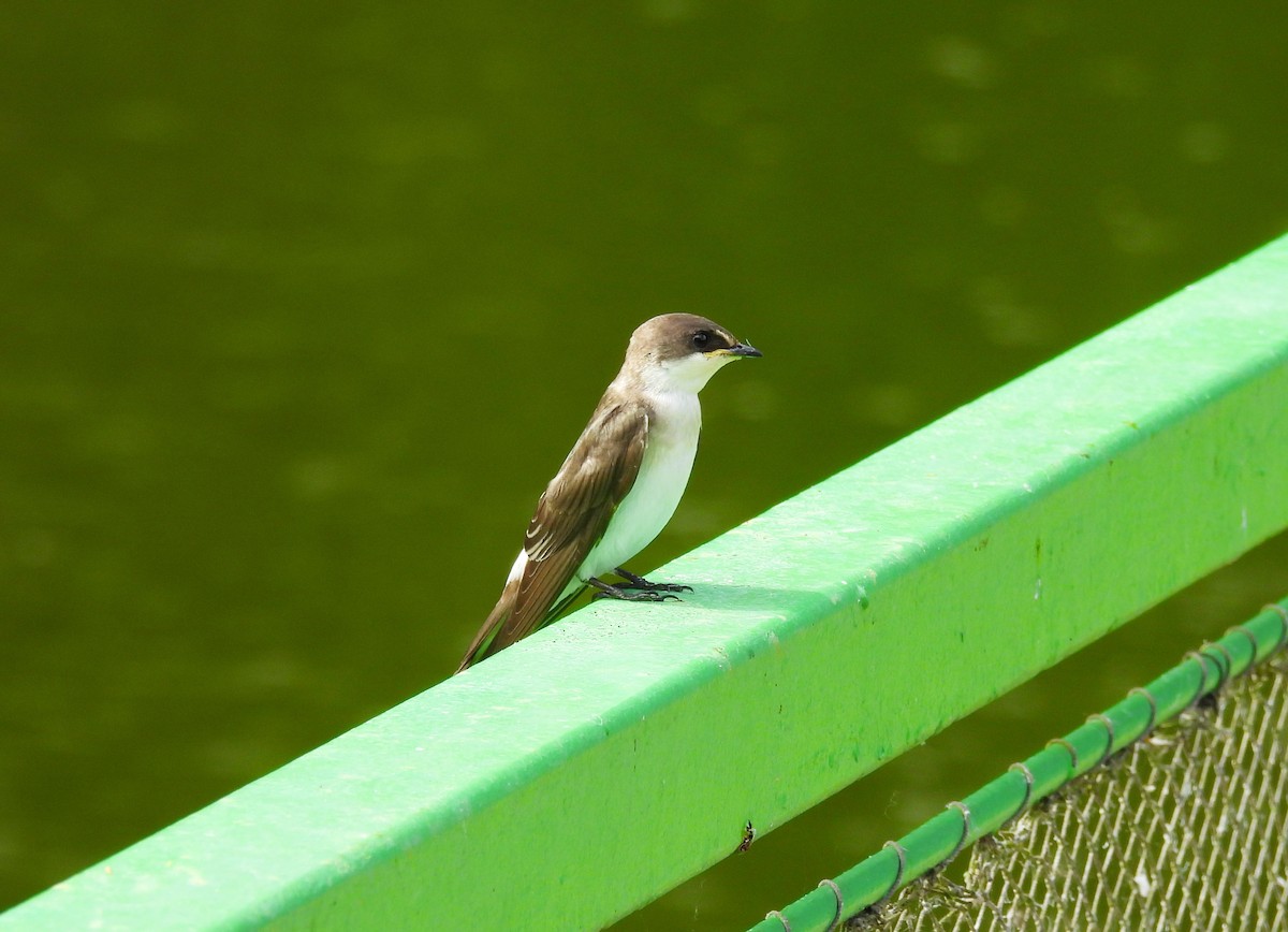 Mangrove Swallow - ML638187645