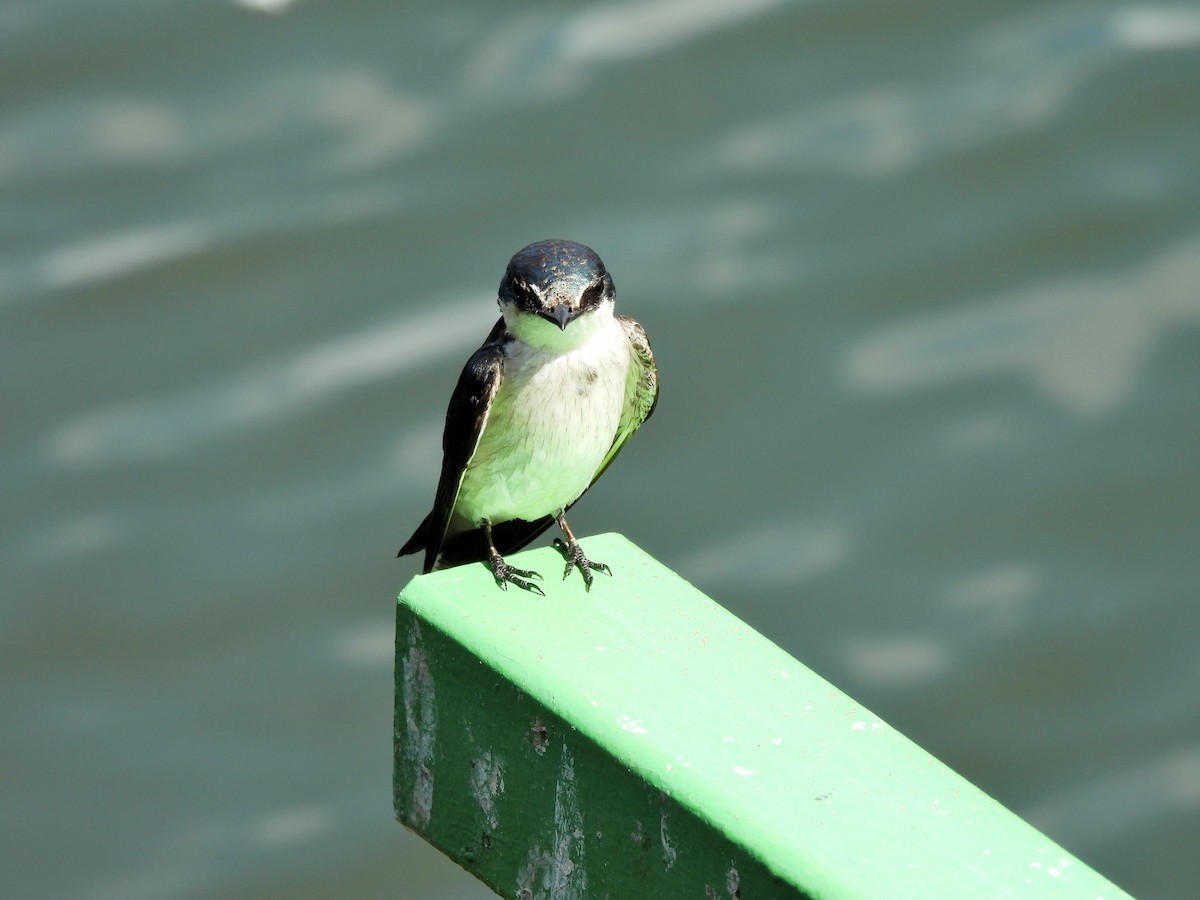 Mangrove Swallow - ML638187646