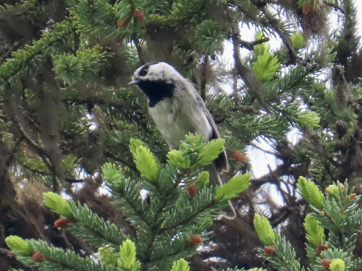 Mountain Chickadee - ML638187649