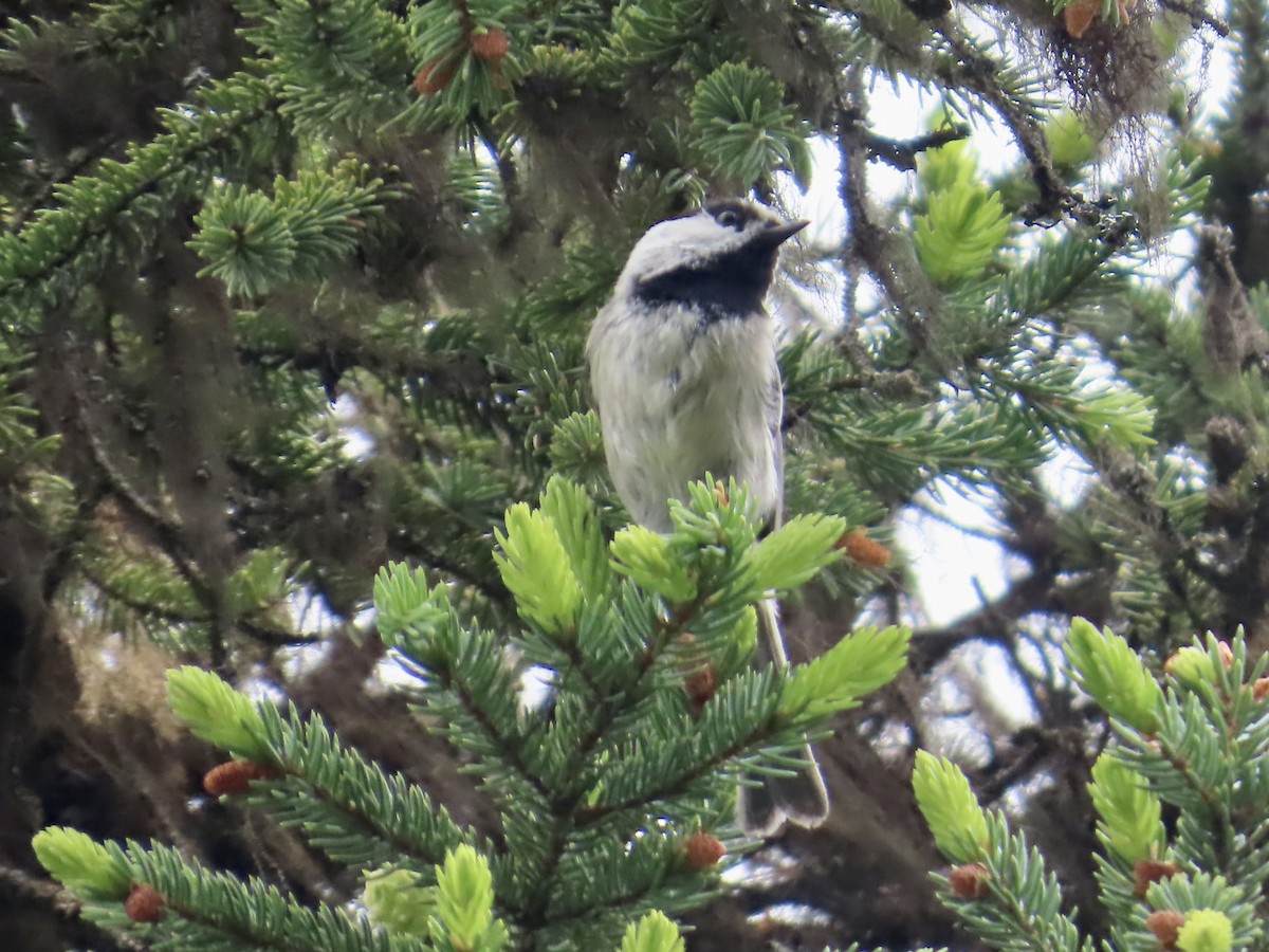 Mountain Chickadee - ML638187650